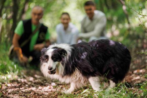 Truffle hunting and tasting